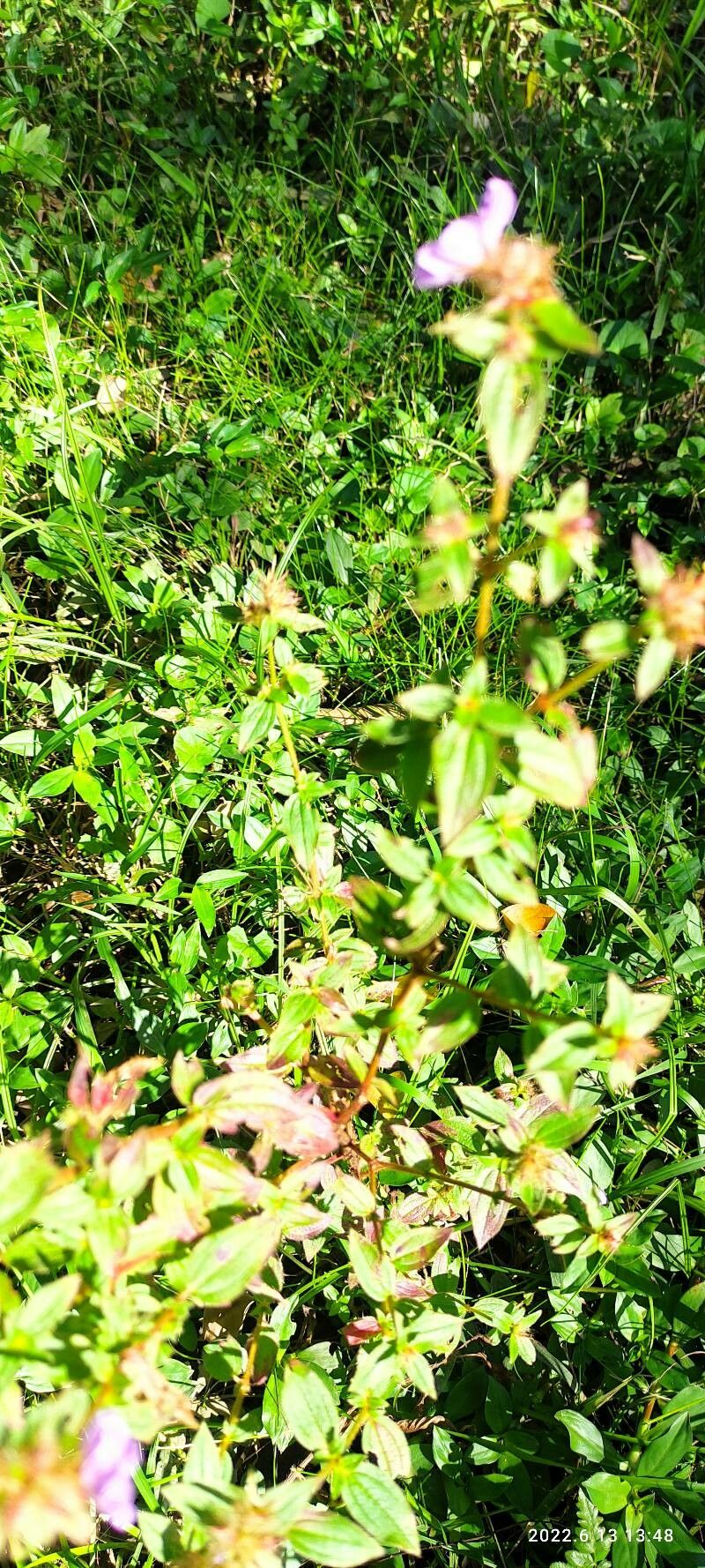 Pterolepis glomerata leaf