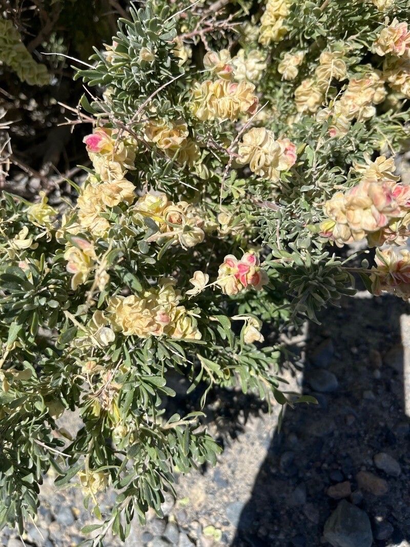 Grayia spinosa fruit