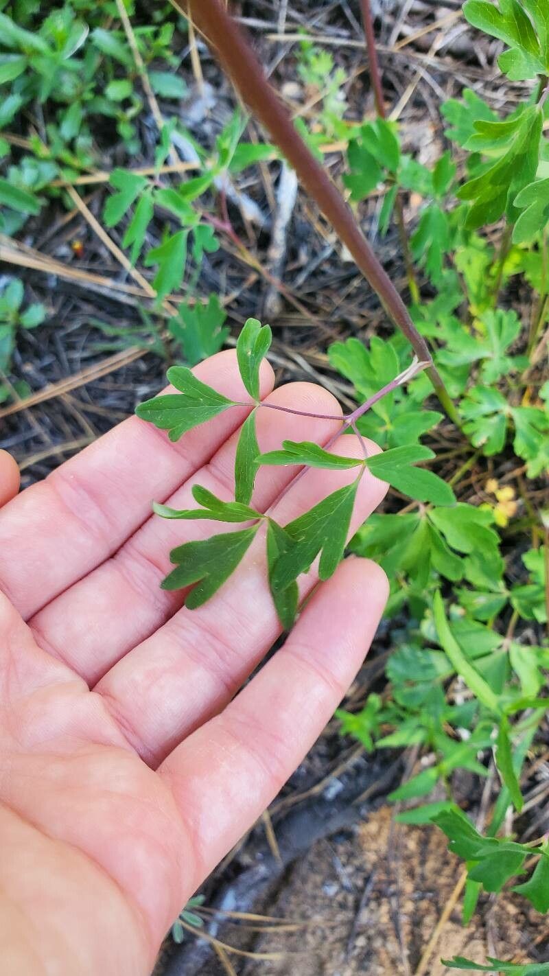 Aquilegia formosa leaf