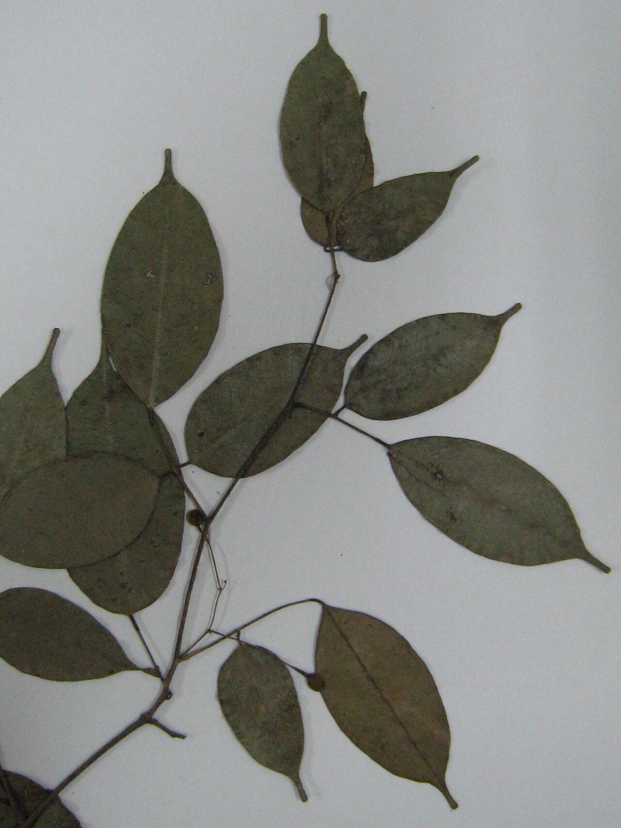 Swartzia aptera other