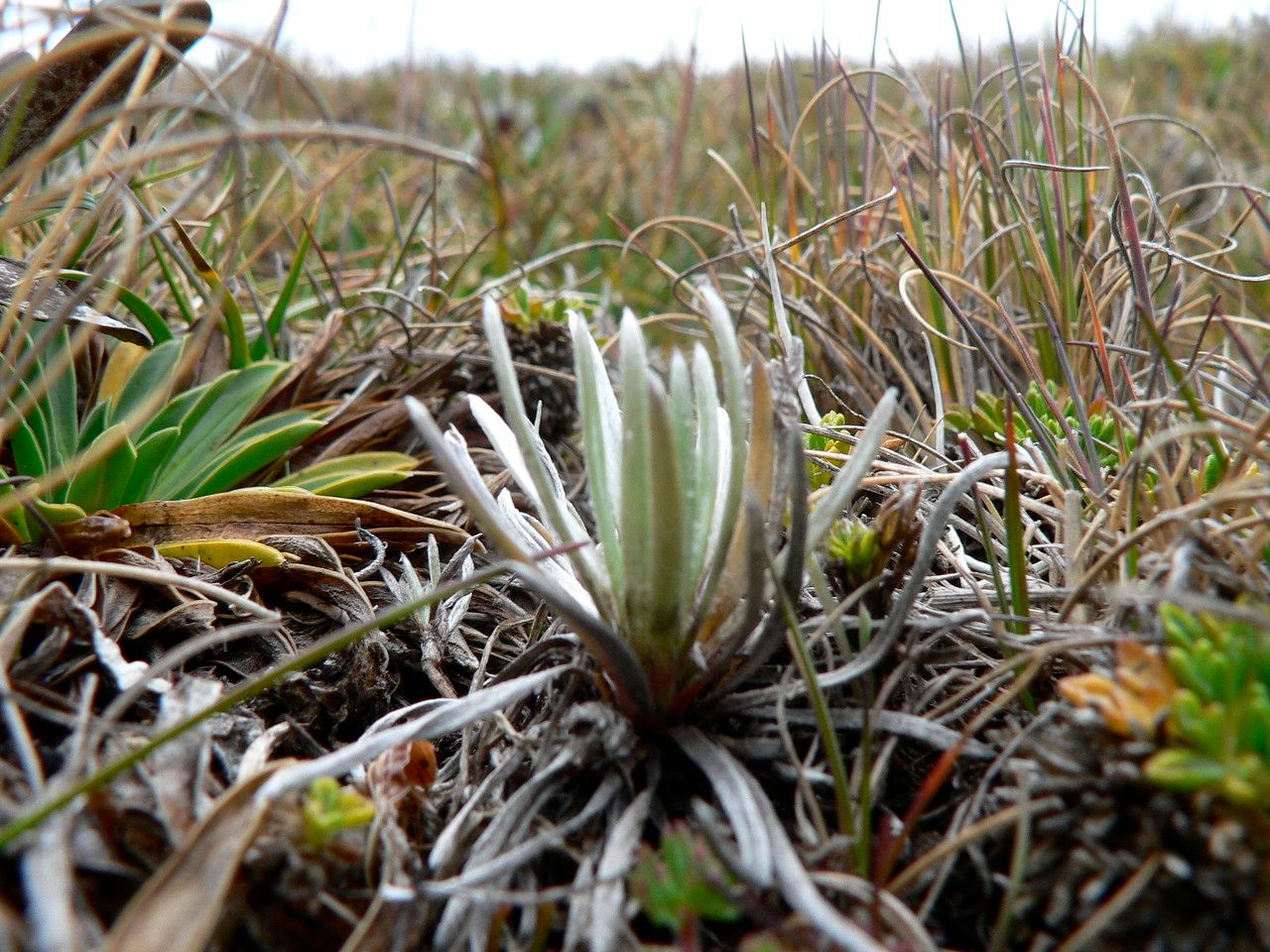 Plantago sericea — search result for 'Plantago'