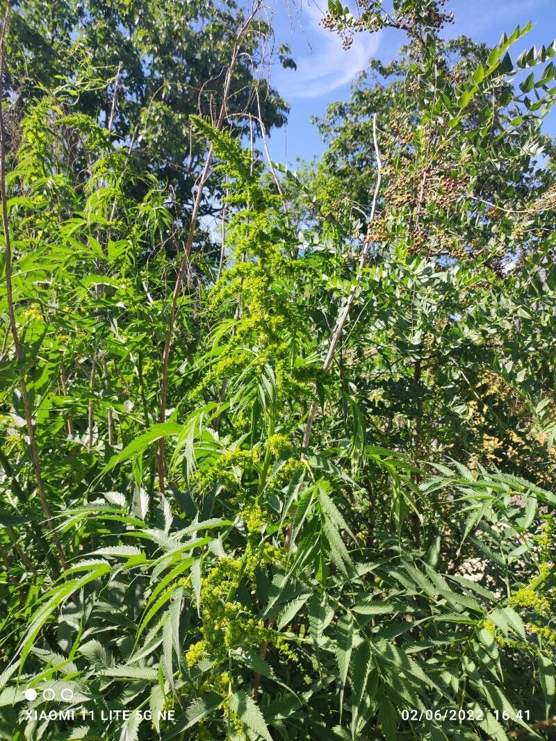 Datisca cannabina flower