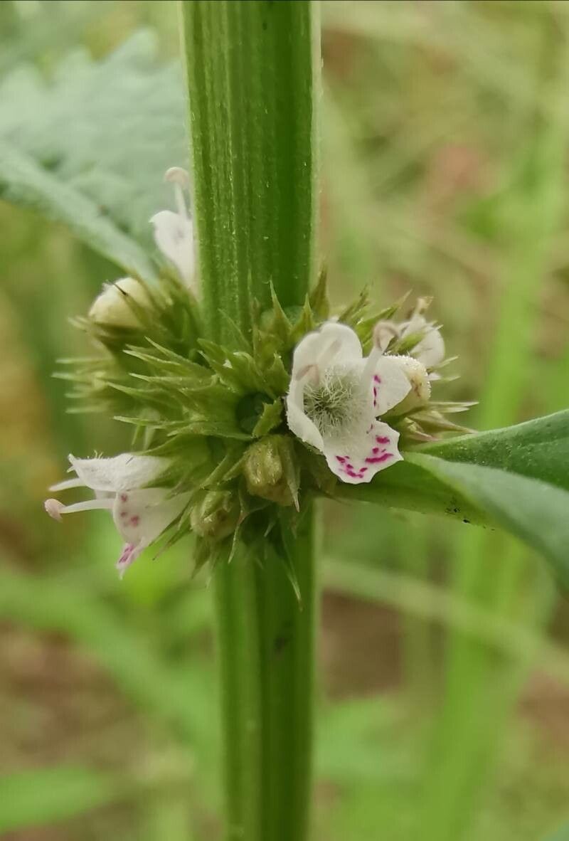 Lycopus europaeus flower