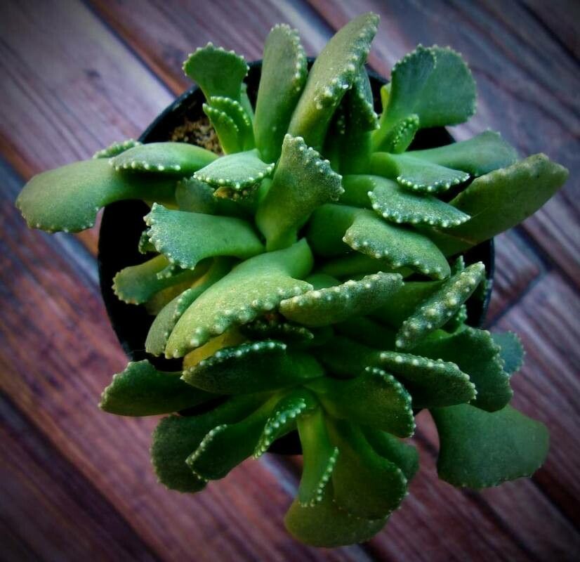 Aloinopsis malherbei