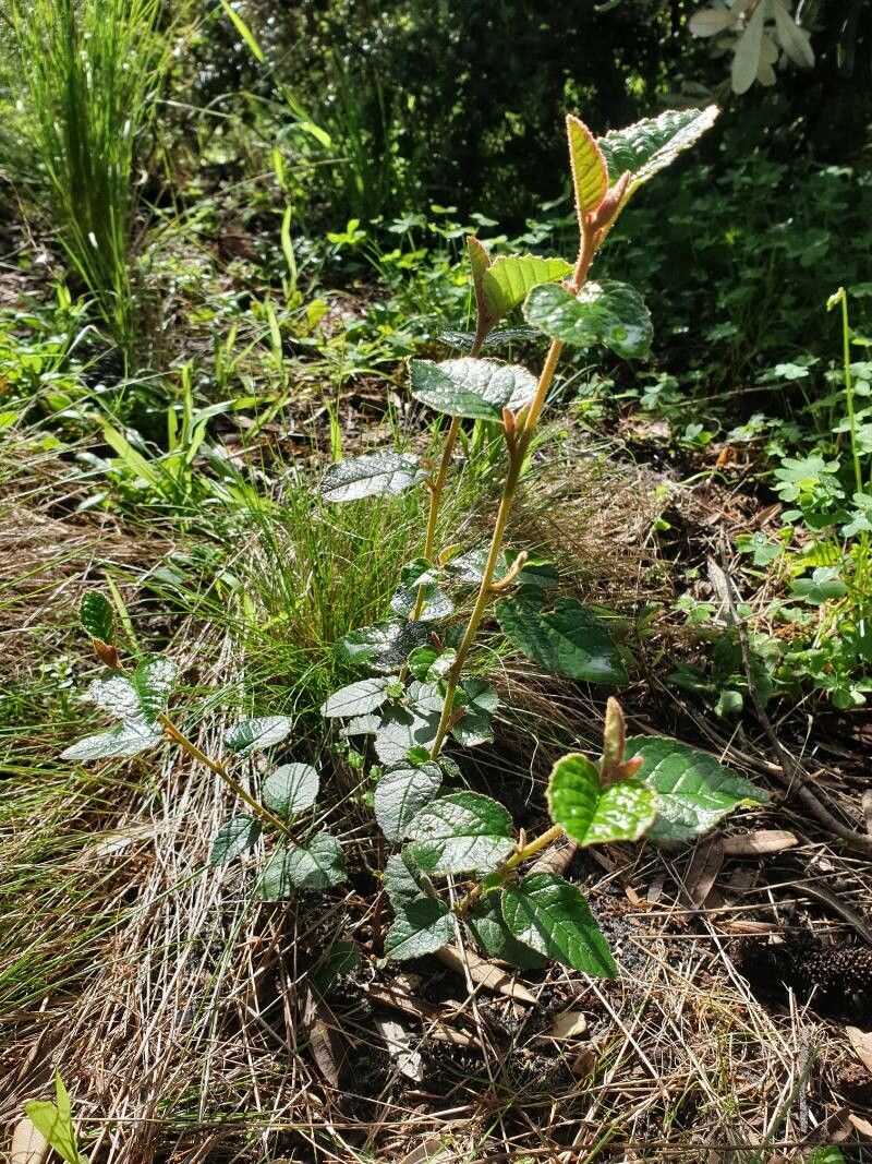 Pomaderris ledifolia habit