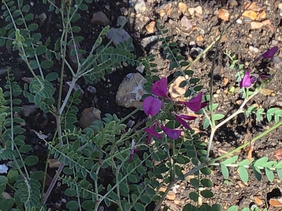 Hedysarum multijugum flower