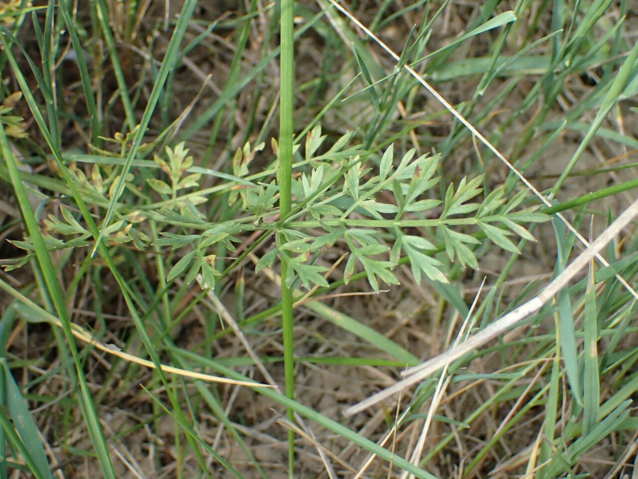 Oenanthe pimpinelloides leaf