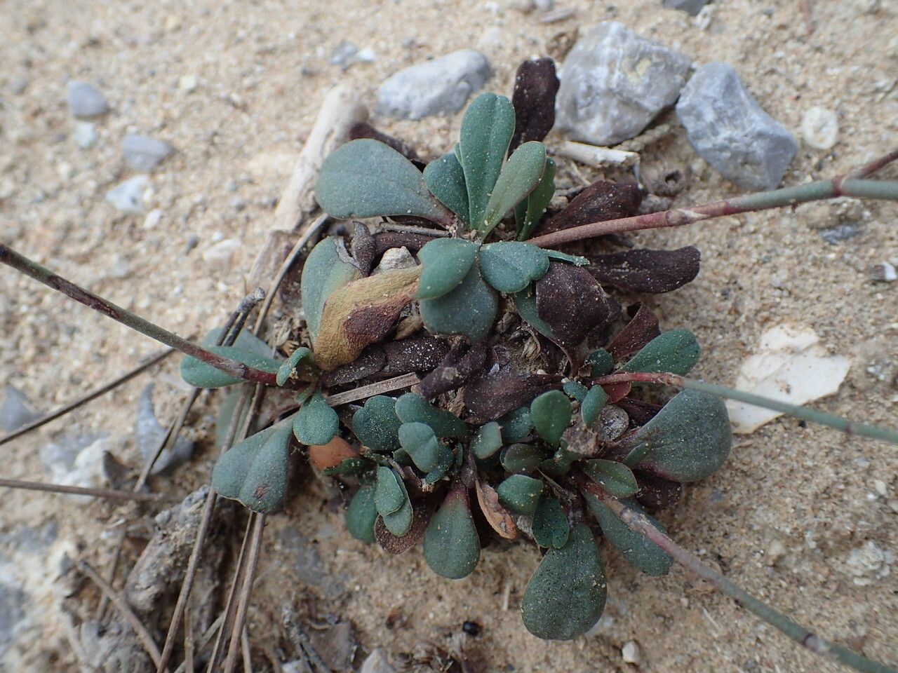 Limonium companyonis — houseplant care guide