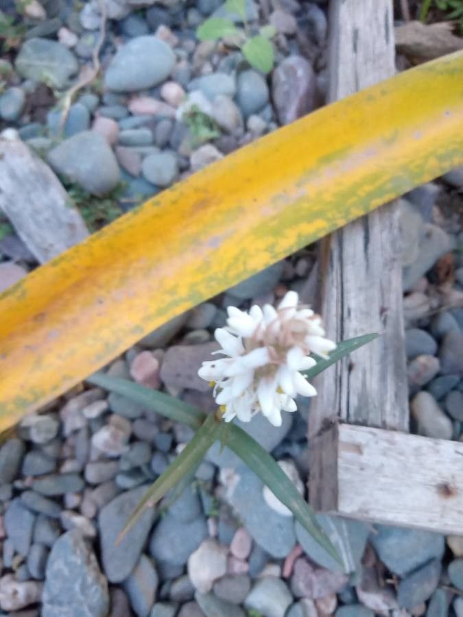 Zeuxine strateumatica — search result for 'Saudi Arabia'