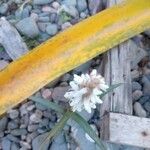 Zeuxine strateumatica