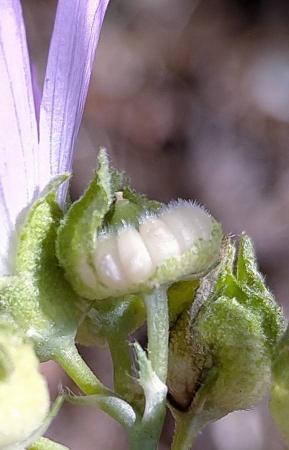 Malva tournefortiana fruit