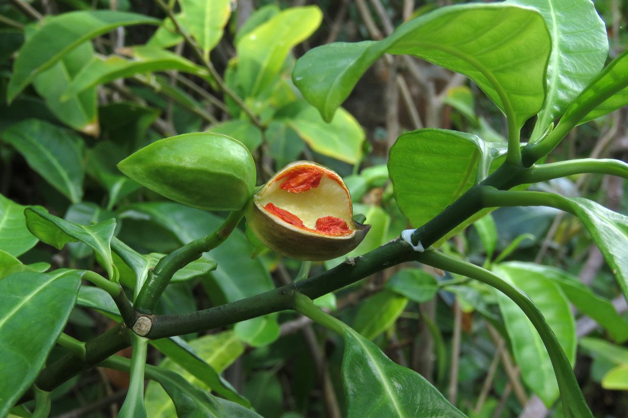 Tabernaemontana citrifolia fruit