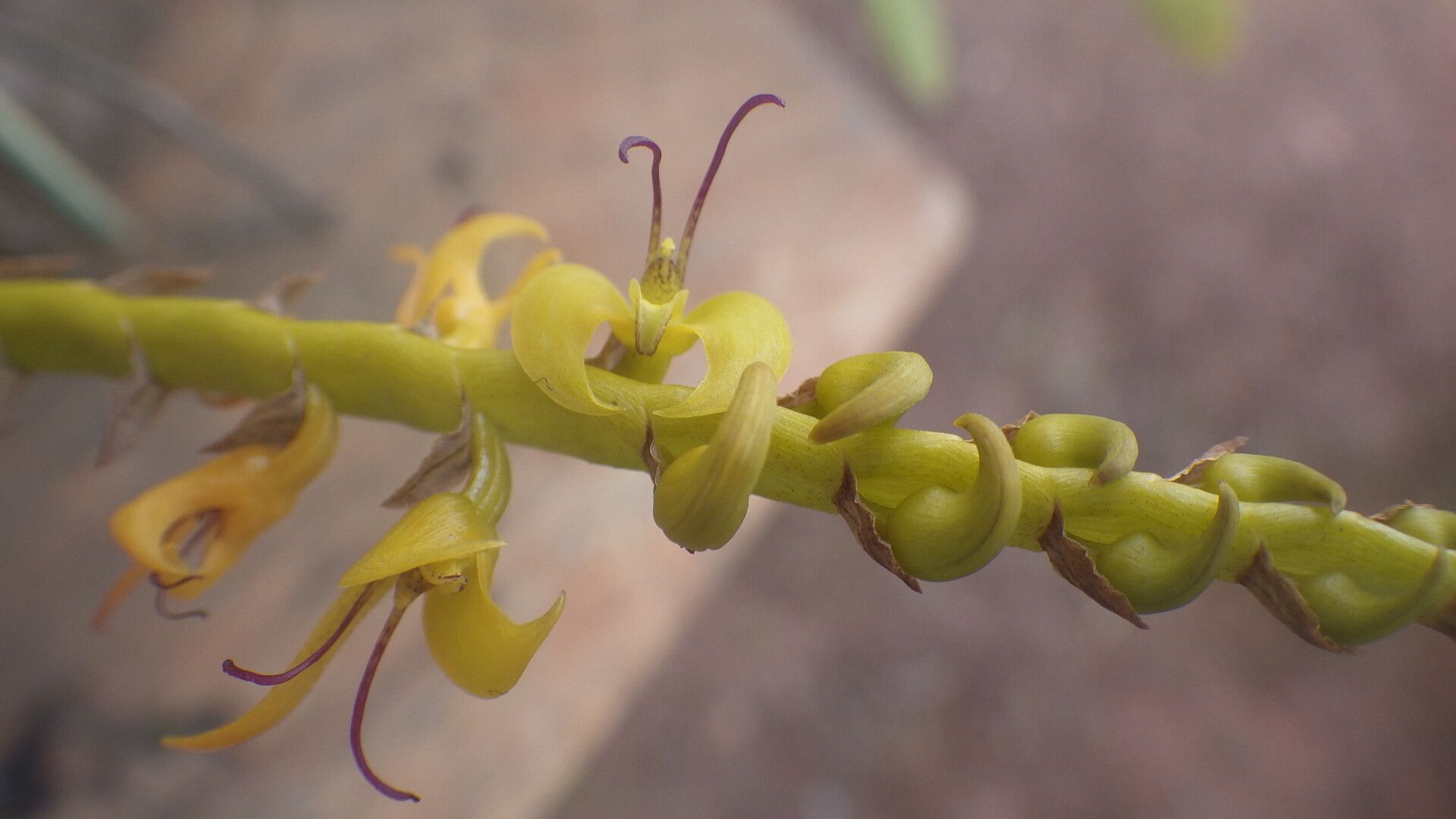 Bulbophyllum sandersonii flower