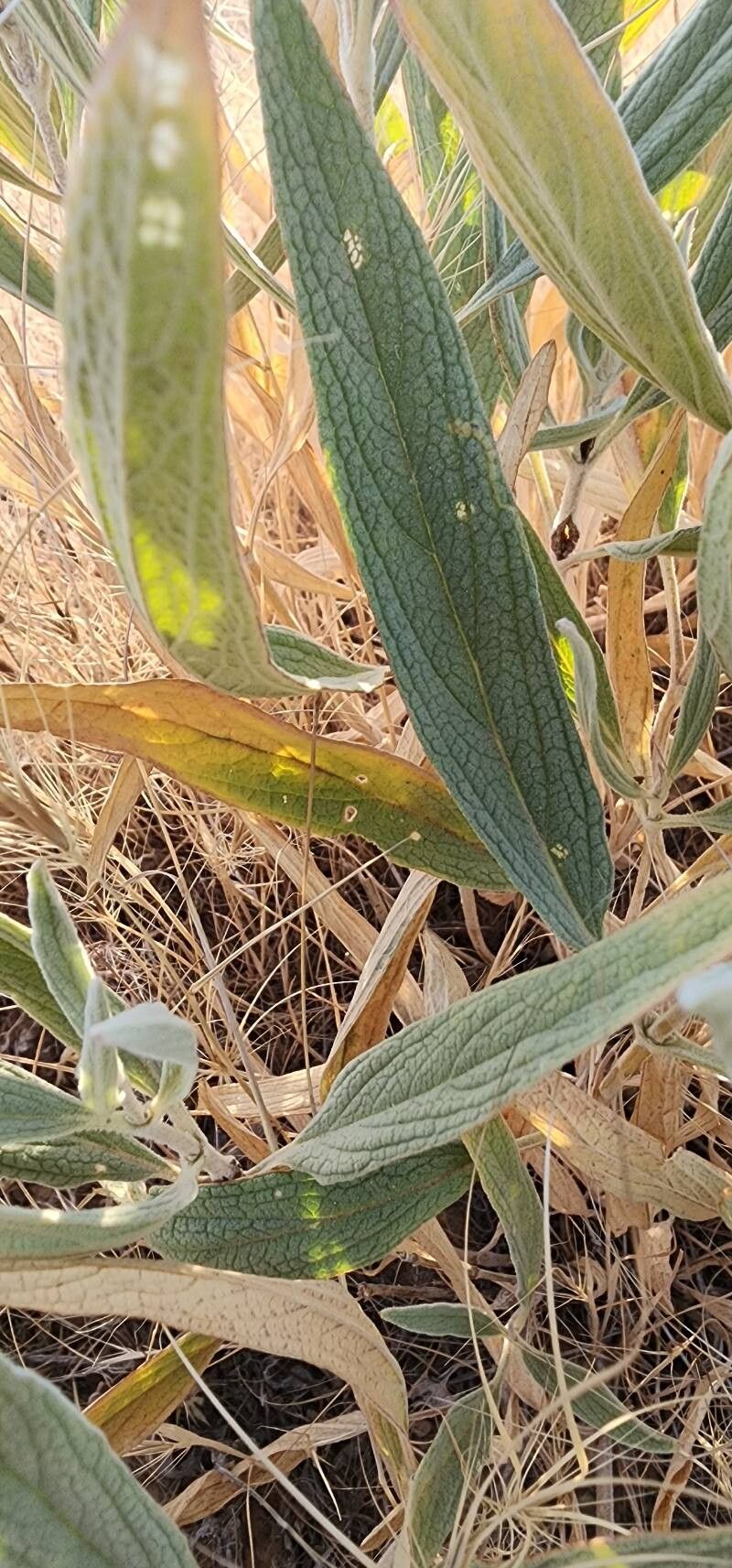 Phlomis anisodonta — related species from the same genus