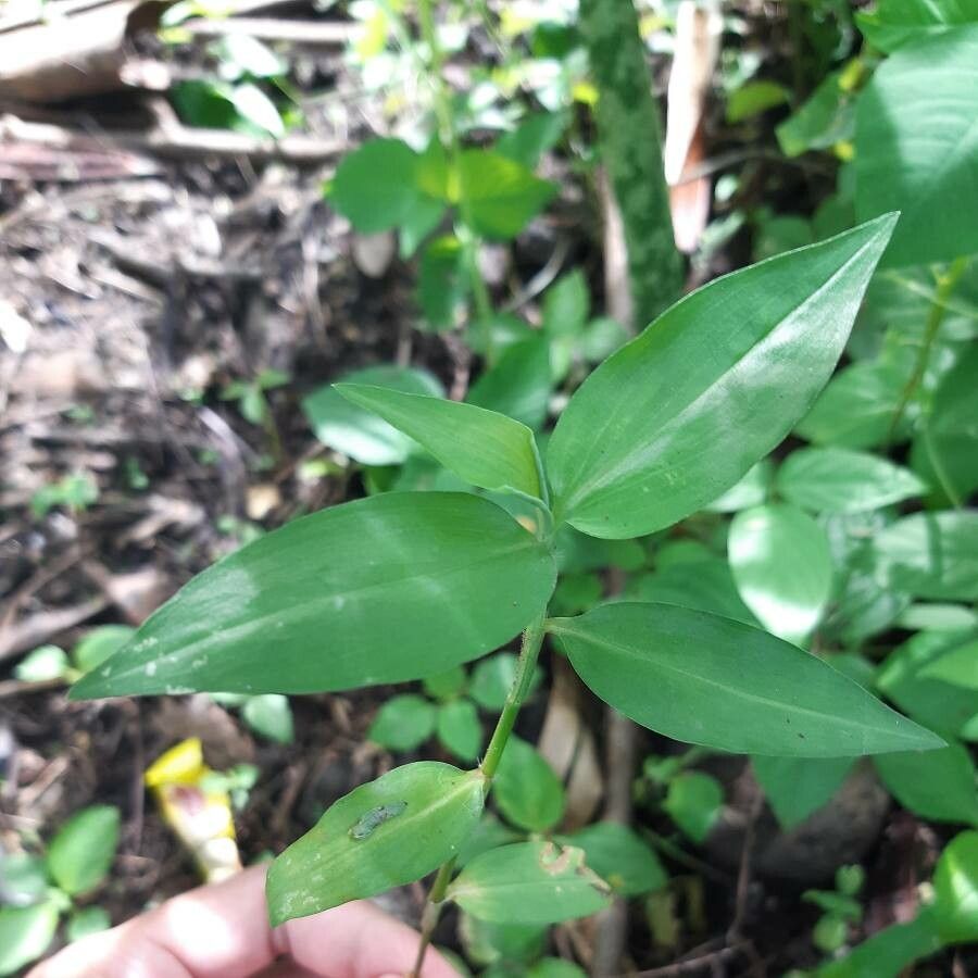 Oplismenus undulatifolius leaf