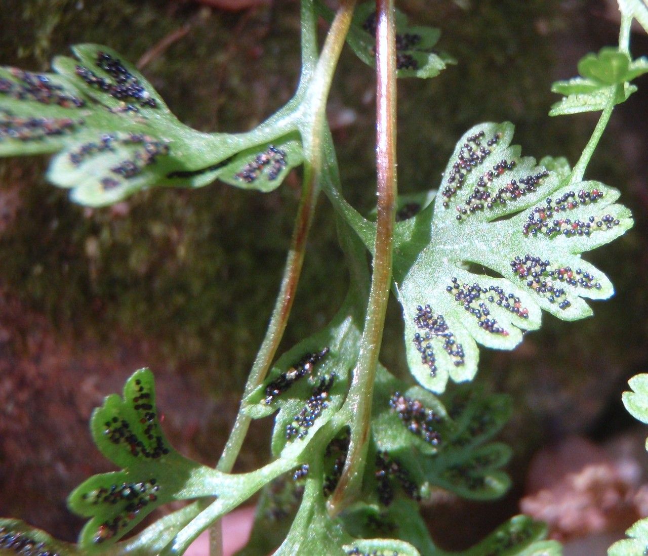 Anogramma leptophylla flower