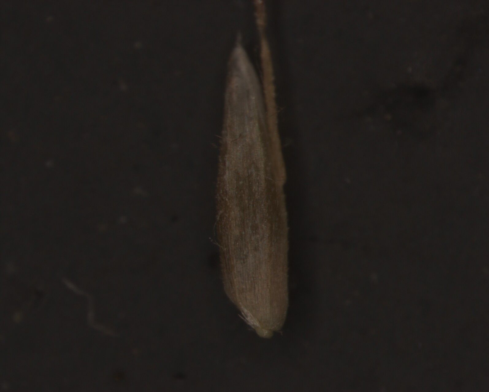 Agrostis pilosula fruit