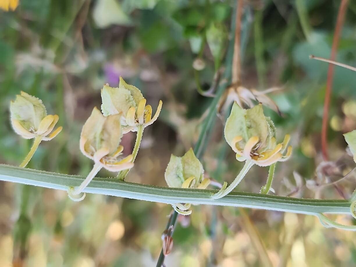 Reseda arabica fruit