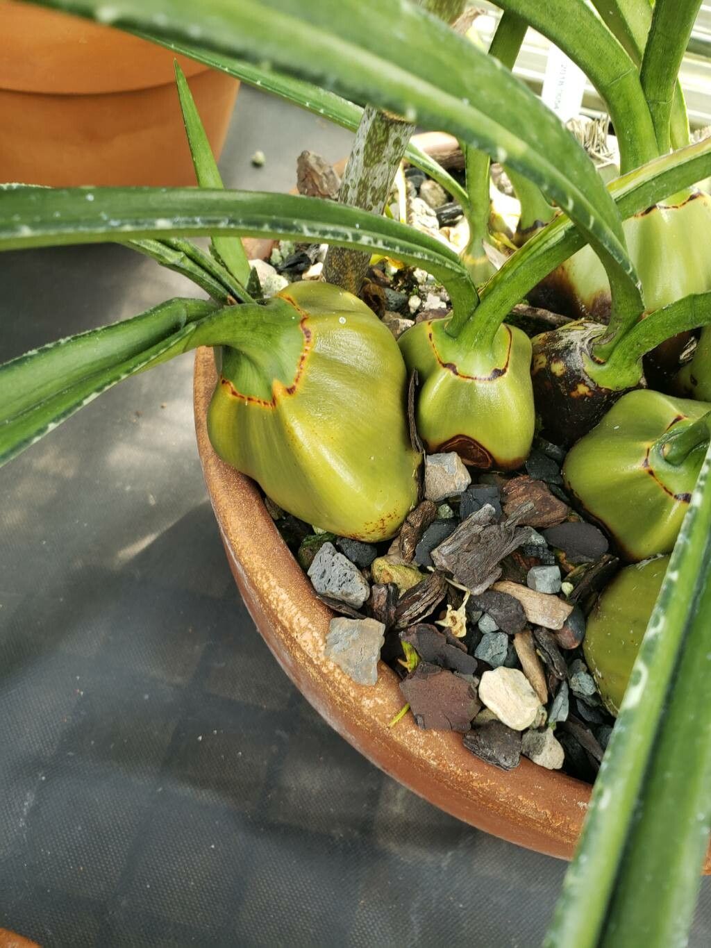 Eulophia calcarata other