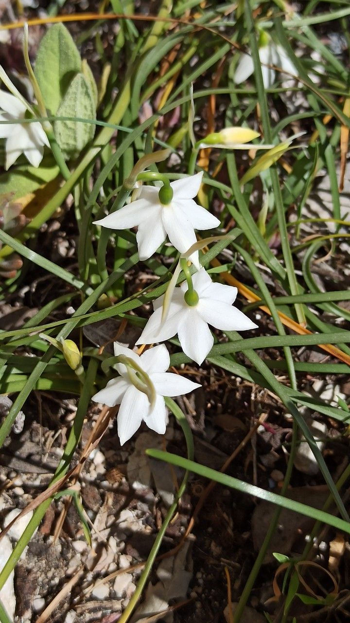 Acis nicaeensis leaf