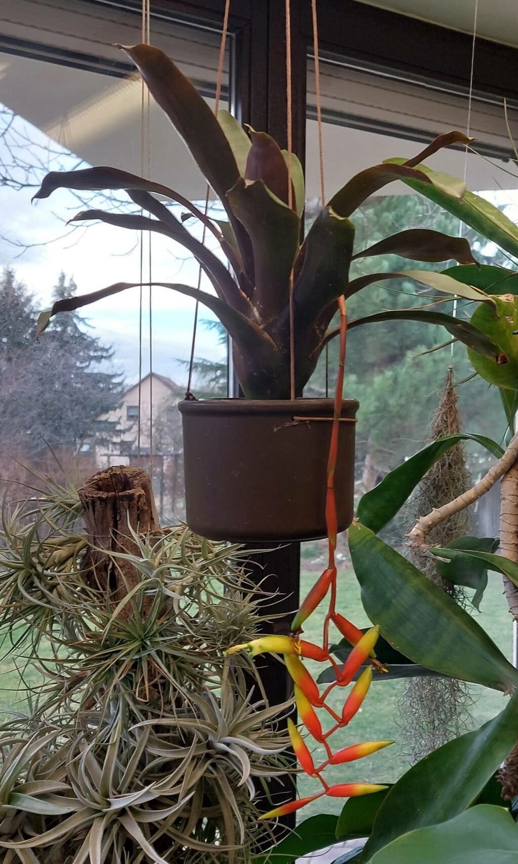 Vriesea scalaris — search result for 'Vriesea'