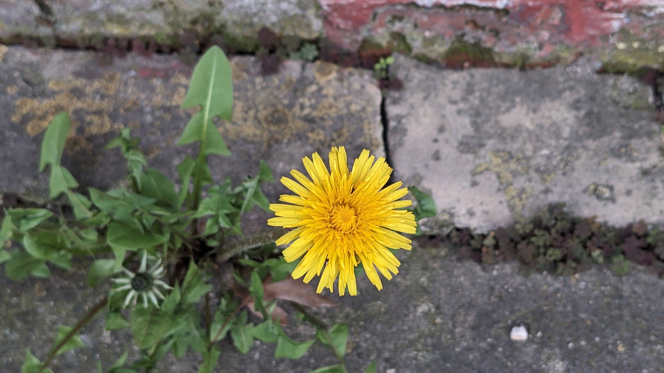 Taraxacum sect. Taraxacum flower