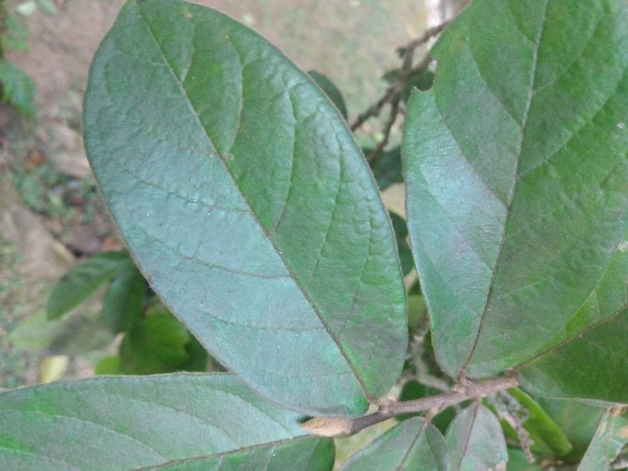 Antidesma bunius — search result for 'Phyllanthaceae'