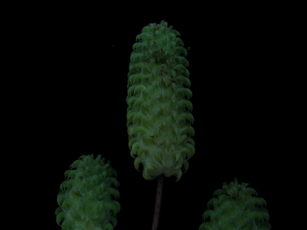 Coleus pallidus — houseplant care guide