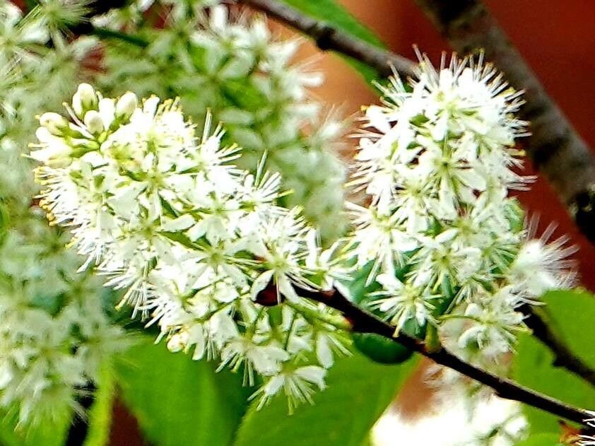 Prunus glandulifolia flower