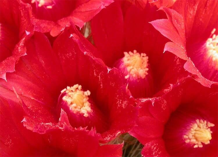 Parodia nivosa flower