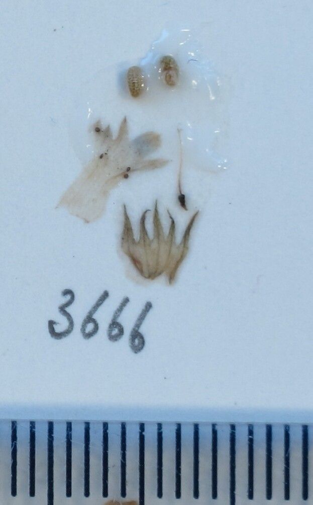 Ajuga parviflora other