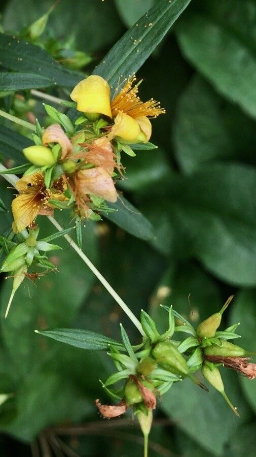 Hypericum prolificum fruit