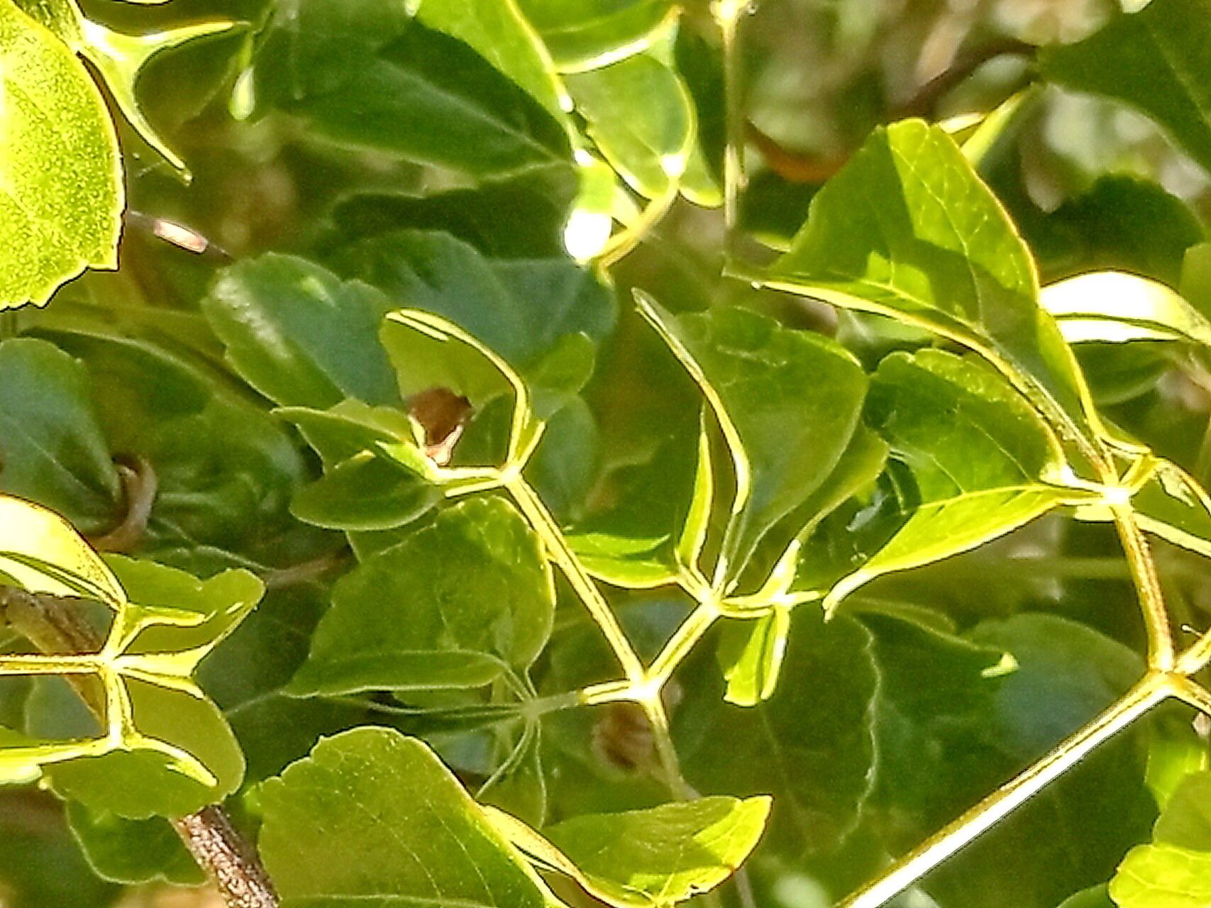 Serjania lucida — houseplant care guide