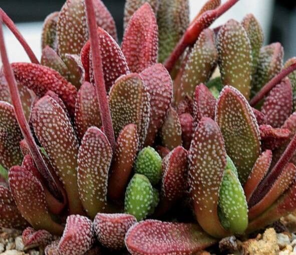 Crassula fragarioides habit