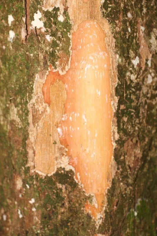 Pouteria gonggrijpii other