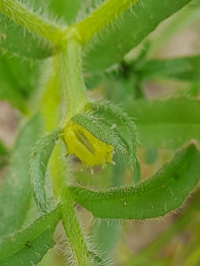 Lappula marginata fruit