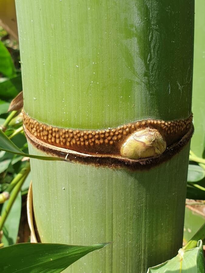 Dendrocalamus latiflorus bark