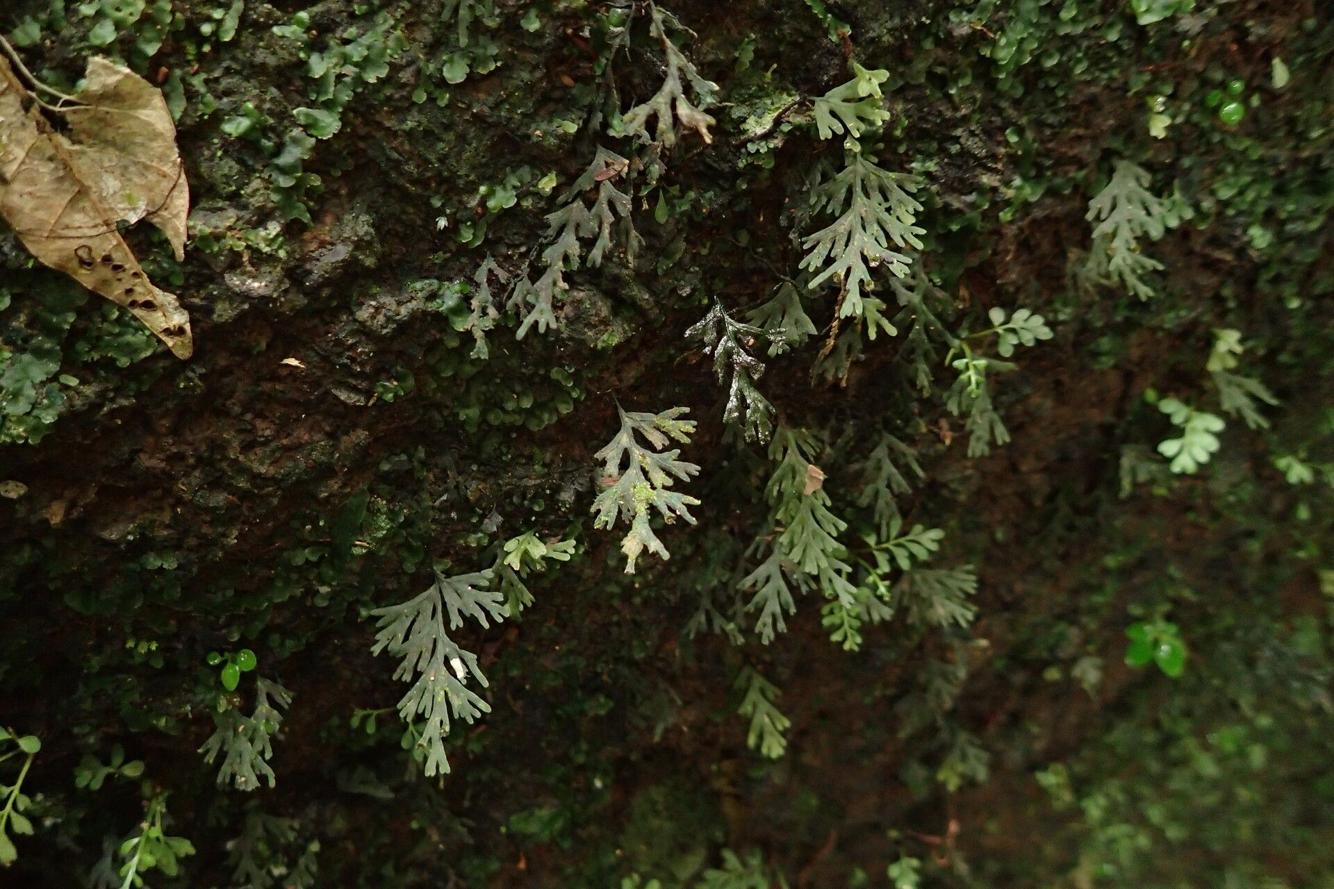 Trichomanes diaphanum habit