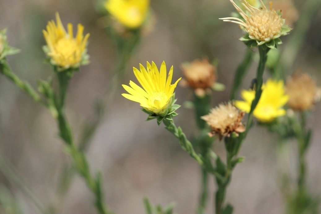 Xanthisma texanum flower