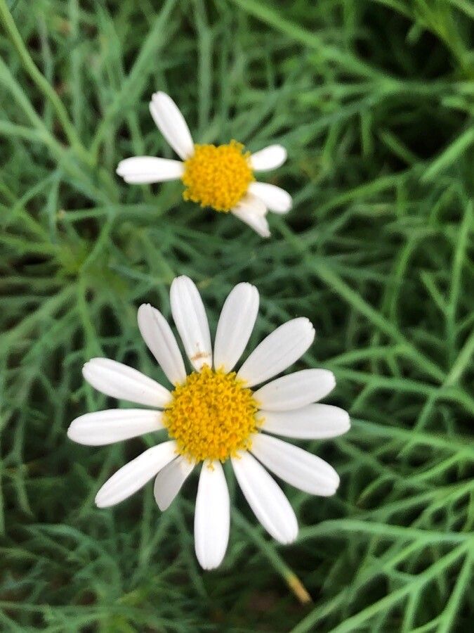 Argyranthemum foeniculaceum flower