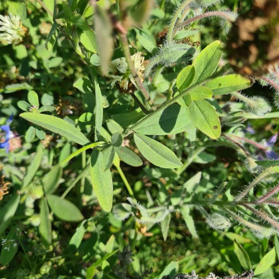 Trifolium alexandrinum leaf