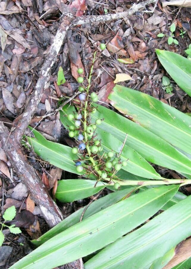 Alpinia caerulea fruit