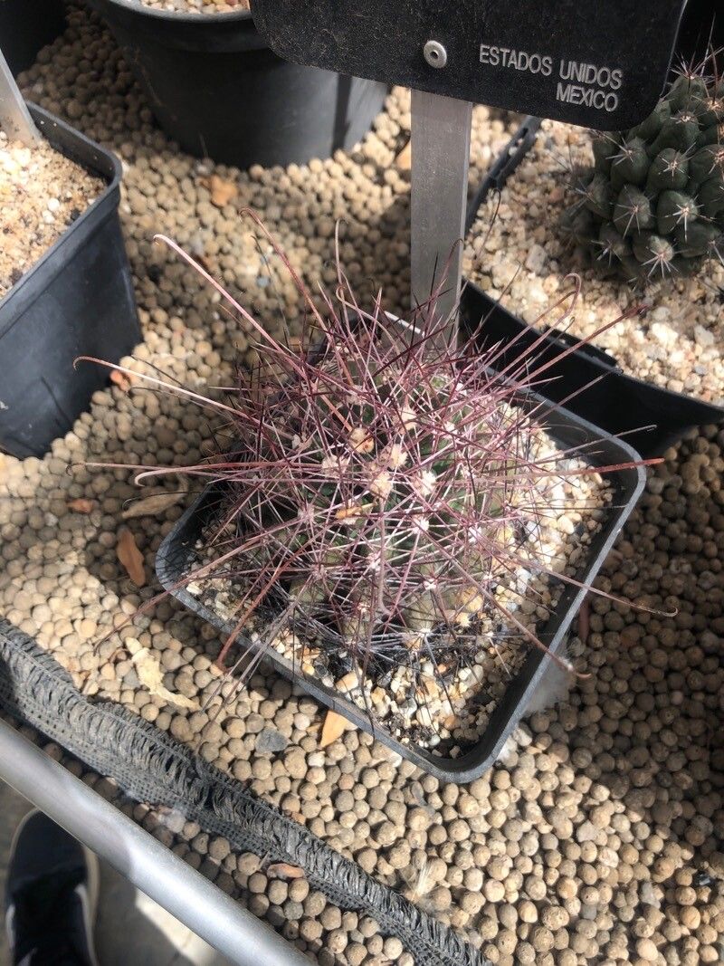 Thelocactus setispinus — houseplant care guide