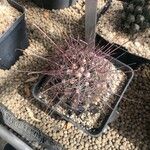 Thelocactus setispinus