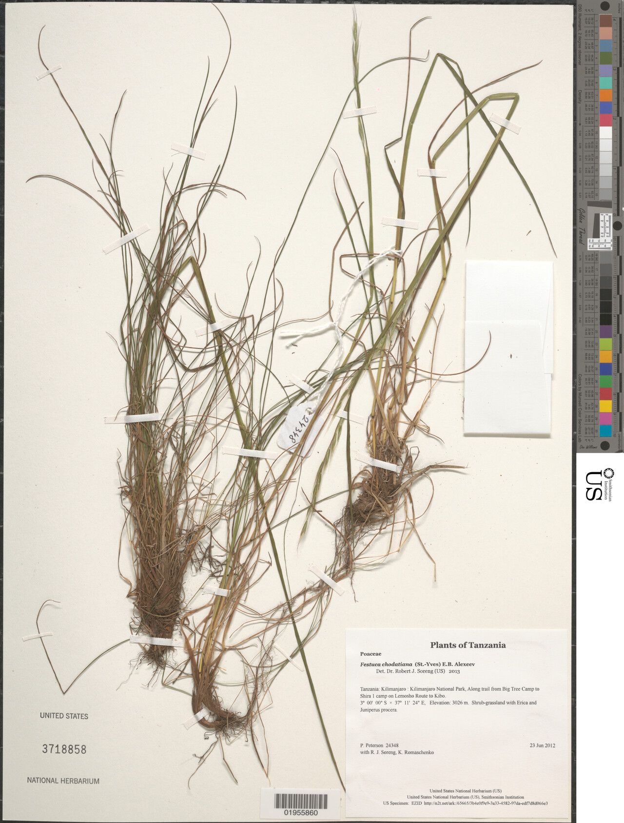 Festuca chodatiana — houseplant care guide