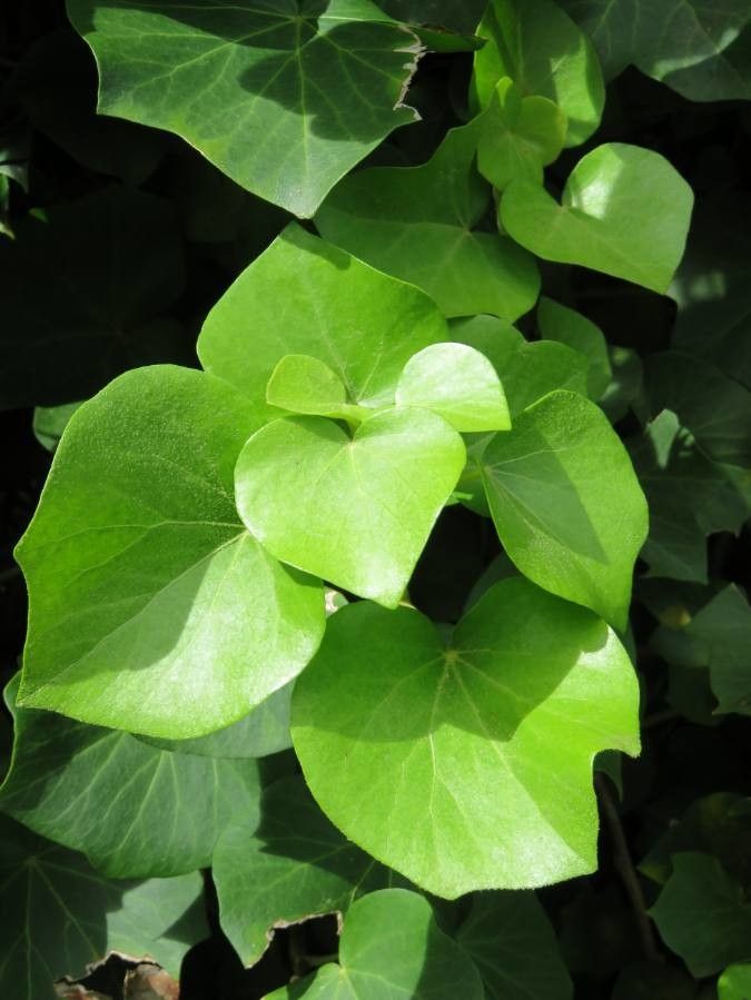 Hedera azorica leaf