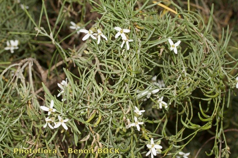 Parolinia glabriuscula habit
