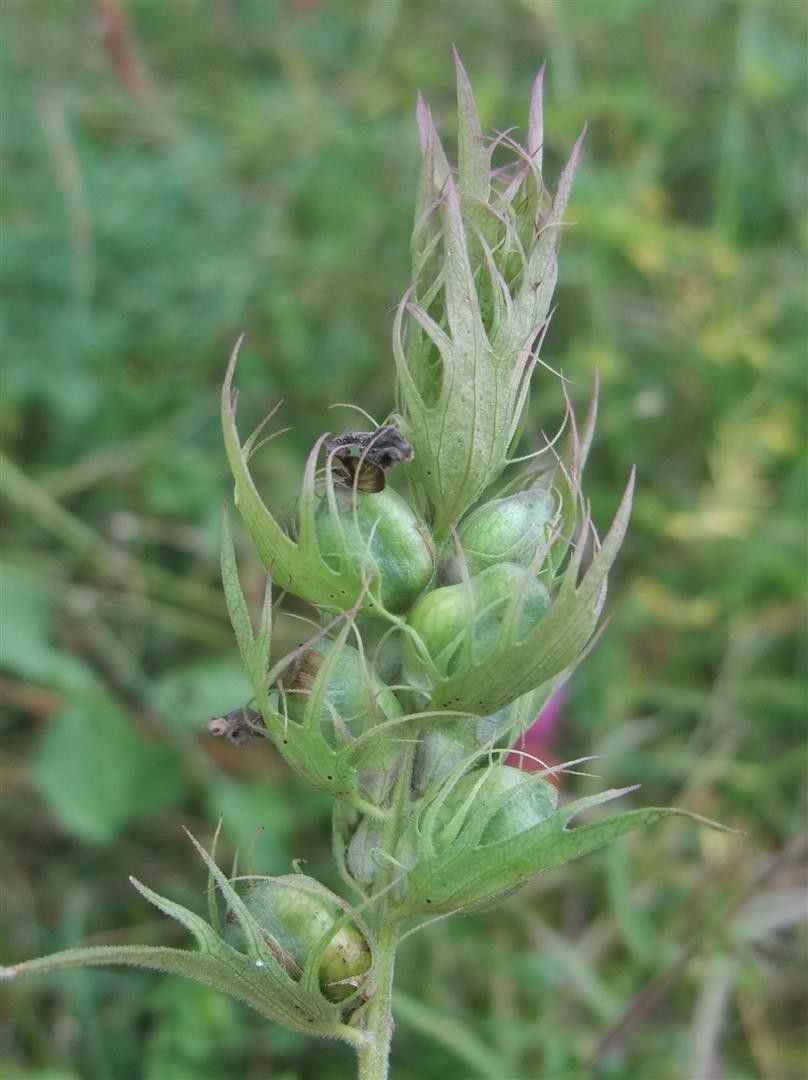 Melampyrum arvense fruit