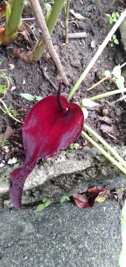 Typhonium blumei flower