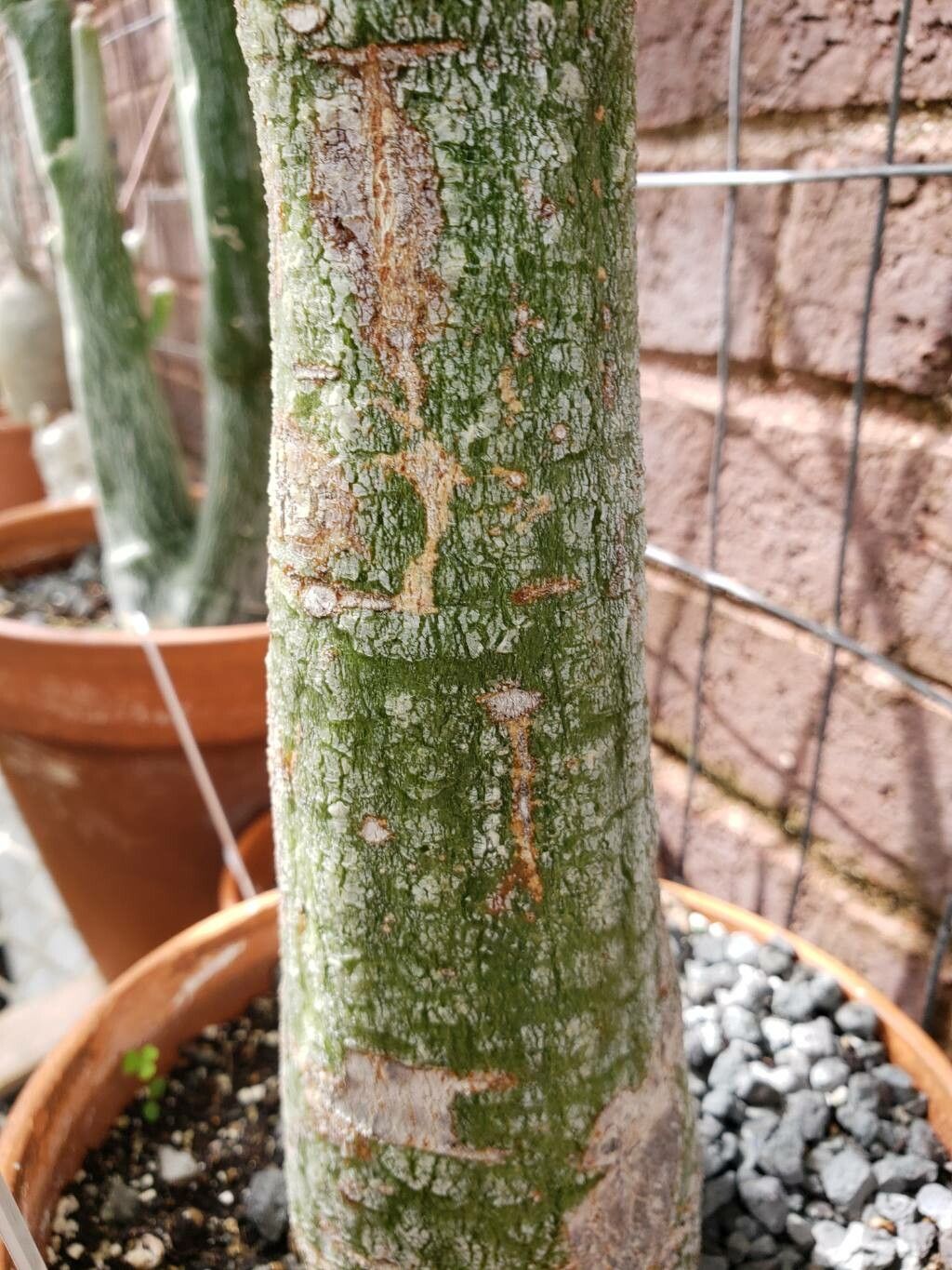 Adenia firingalavensis bark